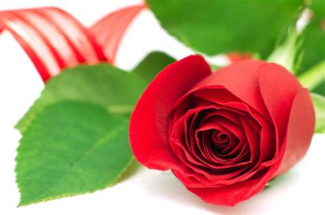Romantic Red Rose And Ribbon — Stock Photo © Didart 19122667
