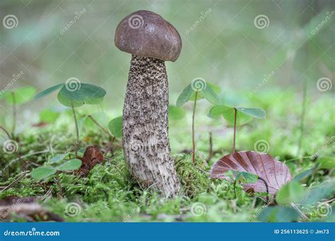 Edible Mushrooms Birch Bolete In Autumn Forest Stock Image Image Of