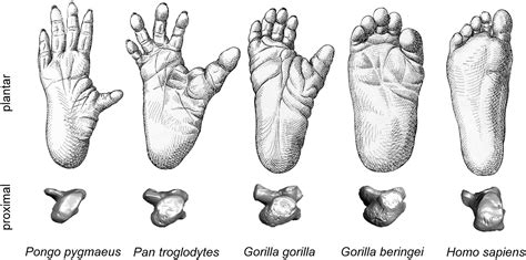 African Apes And The Evolutionary History Of Orthogrady And Bipedalism
