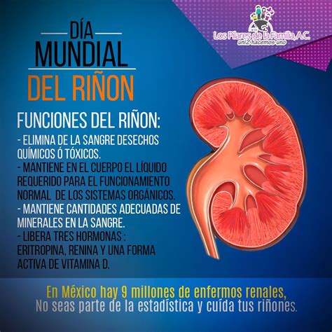 Fue proclamado por la sociedad internacional de nefrología (isn) y la federación internacional de fundaciones renales (ifkf) a las que se suman otro conjunto de organizaciones de la salud y. Día Mundial del #Riñon, 12 de #marzo | Riñones, Día ...