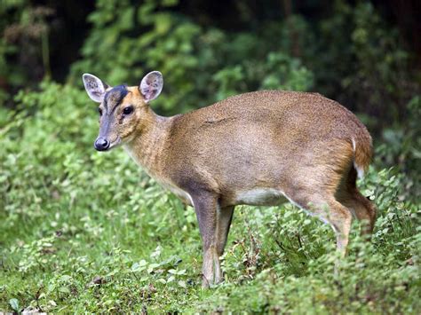 The Muntjac Deer Population Habitat And Identification Saga