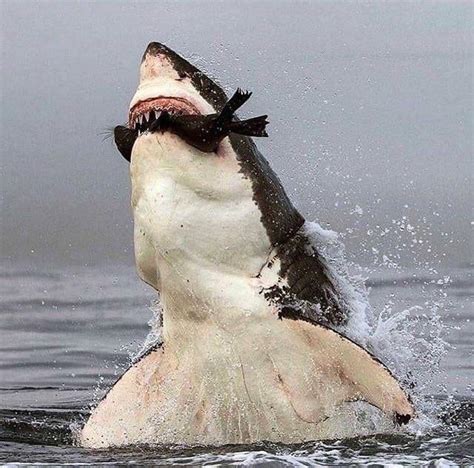 Great White Shark Hunting A Seal Nationalgeographic