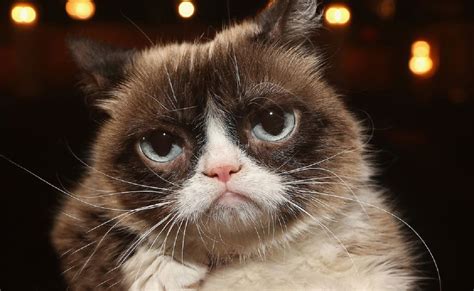Famous Grumpy Cat ‘tardar Sauce Dies At 7 Spurzine