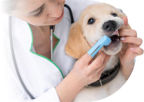 Dental Wet Labs Midwestern Veterinary Dentistry