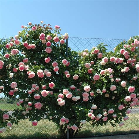 Rosier Rosa Rampicante Rose Rampicanti Giardino Di Rose