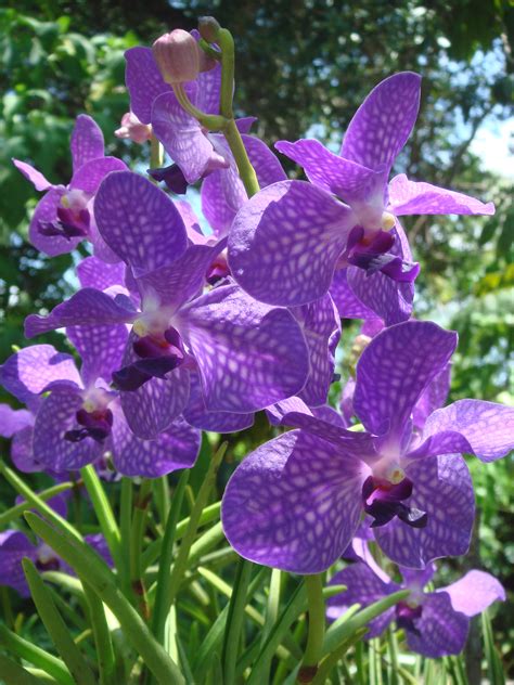 Filepurple Orchids At Am Orchid Society Delray Bch Wikimedia