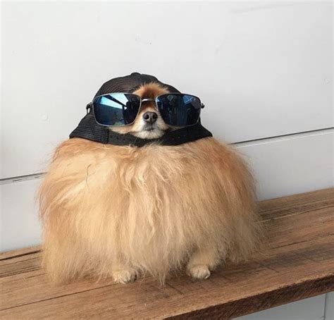 Psbattle Dog Wearing A Hat And Sunglasses Rphotoshopbattles