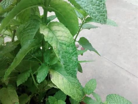 Mint Leaves Turning Brown Here Are The Common Causes And How To Fix Them