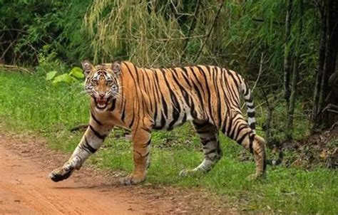 Indias Largest Tiger Reserve To Be Set Up In Madhya Pradeshs Damoh