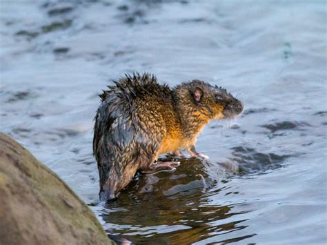 Mammals Rakali Native Water Rat Barwon Bluff