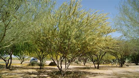 Twisted Acacia Tree Arizona Sporty Logbook Photo Gallery