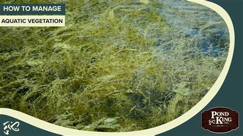 Pond Weeds And Tips For Managing Aquatic Vegetation Youtube