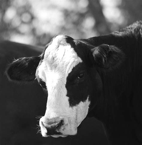Southern Lagniappe How Now Black And White Cow