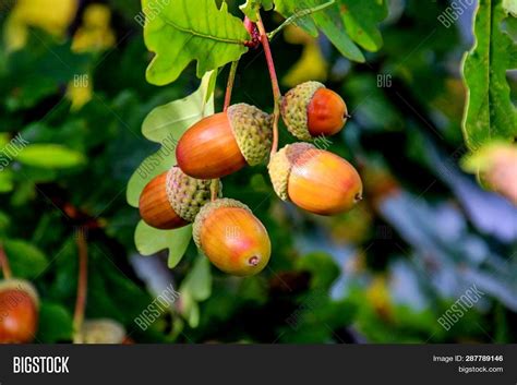 Acorns Fruits On Oak Image And Photo Free Trial Bigstock