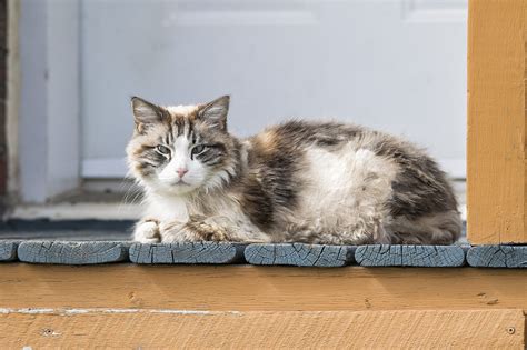 무료 이미지 귀엽다 현관 찾고있는 착한 애 초상화 고양이 새끼 고양이 같은 태비 편안한 구레나룻 모피