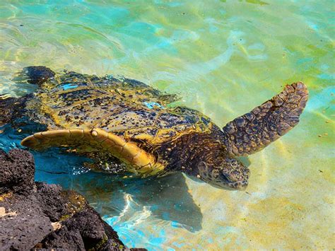 Honu Turtle Feeding On Oahu Island Sea Life Park Hawaii