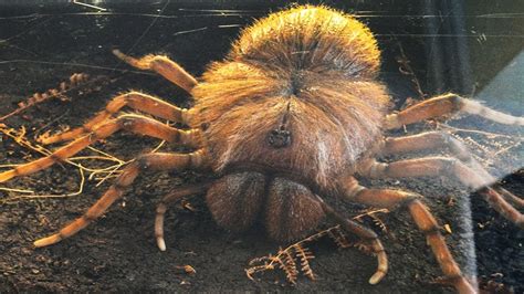 shocking giant prehistoric spiders youtube