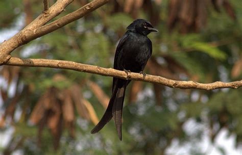 We did not find results for: Gambar Burung Cililinformat Png : 8000 Gambar Burung ...