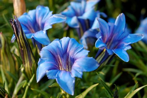 Gentian~beautiful~blue Bottle Gentian~seed~~~~~~~super Wildflower