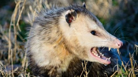 Fastest Way To Get Rid Of Opossum Quality Pest And Wildlife