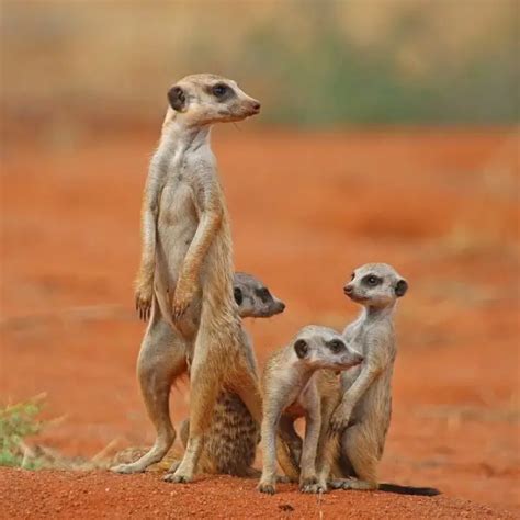 Meerkat Facts Diet Habitat And Pictures On Animaliabio