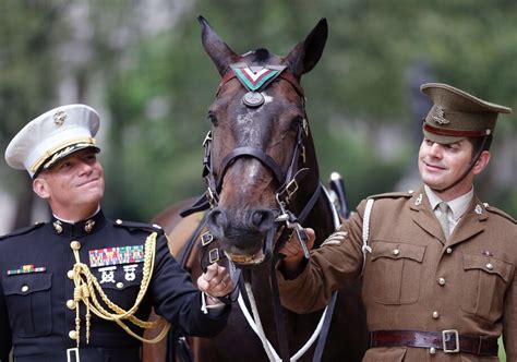 Us Marines War Horse Honored In Britain For Bravery The Washington