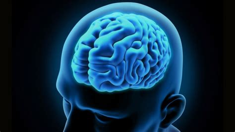 حقائق مذهلة عن دماغ الانسان معلومات عن دماغ الانسان brain