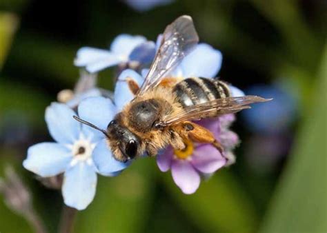 The Buzz About Bees Why We Need Them Gardeners Path