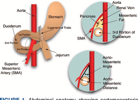 Sma Anatomy Anatomical Charts And Posters