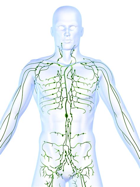 All About Lymph Nodes In Good Health Central New Yorks Healthcare