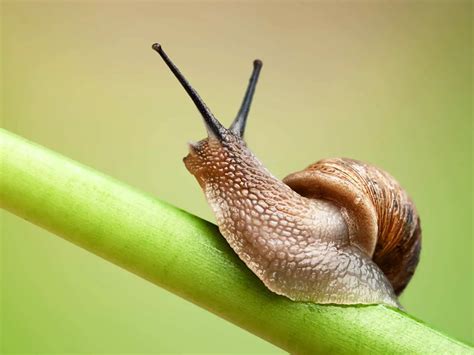 The Most Astonishing Fact A Snail Has 14000 Teeth Procaffenation