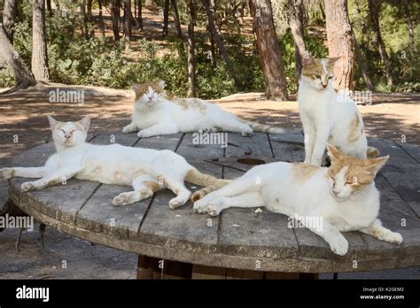 Feral Domestic Cats Felis Catus Resting On An Old Cable Drum In A