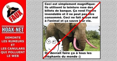 Non On Ne Teint Pas Les Défenses Des éléphants En Rose Pour Les Protéger