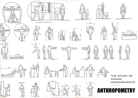 Human Figuresanthroproportionsbodysketchingarchitecture Human