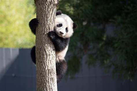 Why China Has Ted World Cup Host Qatar With Two Giant Pandas Doha