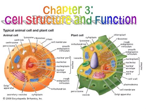 Ppt Chapter 3 Cell Structure And Function Powerpoint Presentation