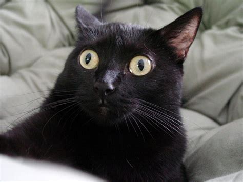 Black Cat Funny Face Meme Cat Mania