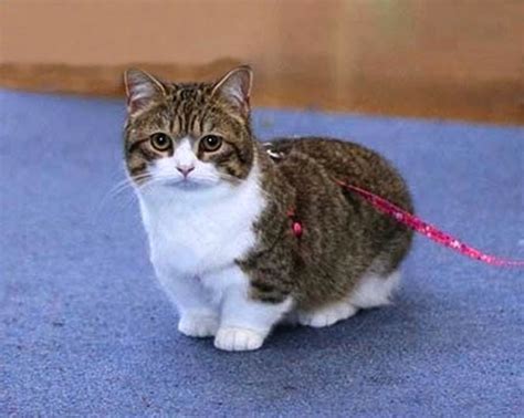 The Munchkin Cat Is A Relatively New Breed Of Cat Characterized By Its