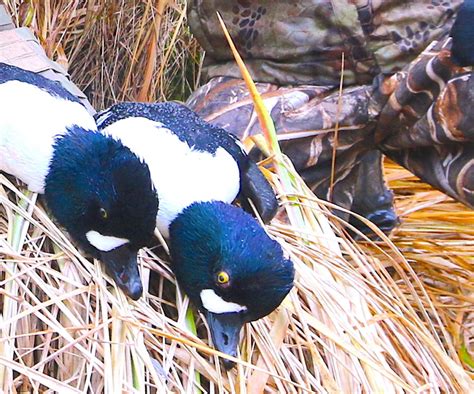 Team X Treme Gallery Aleutian Island Waterfowlers Alaksa Duck