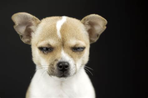 Pictures Of Dogs Making Funny Faces Popsugar Pets