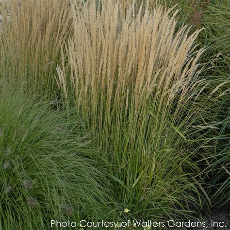 Calamagrostis Karl Foerster Feather Reed For Sale Rare Roots