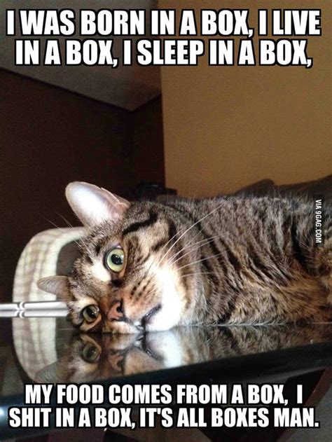 That Is Why Cats Love Boxes 9gag