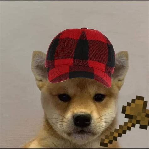 Pin Em Dog With Hat