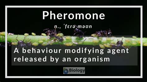 Pheromone Definition And Examples Biology Online Dictionary