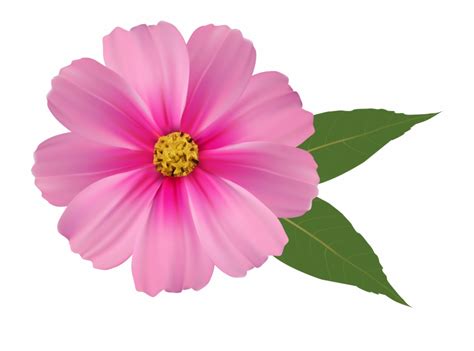 Free Pink Flower Clipart, Download Free Pink Flower Clipart png images