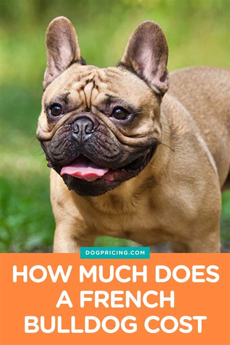 How Much Does A French Bulldog Cost Dog Pricing