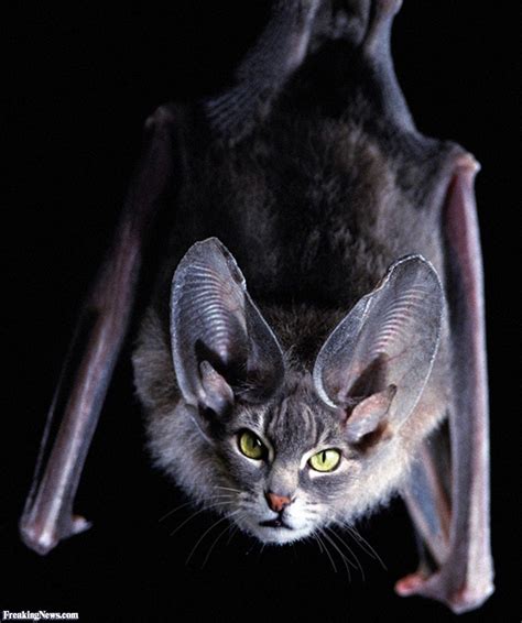 Hanging Cat Bat With Green Eyes Unusual Animals Bat Mammal Cats