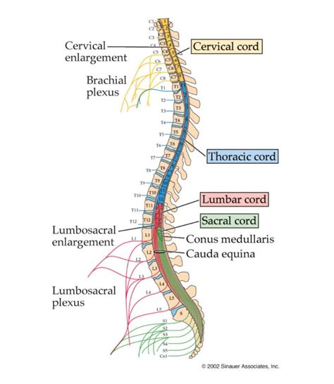 The Spinal Cord And Brain Stem Rehabilitation Laboratory 551 2023