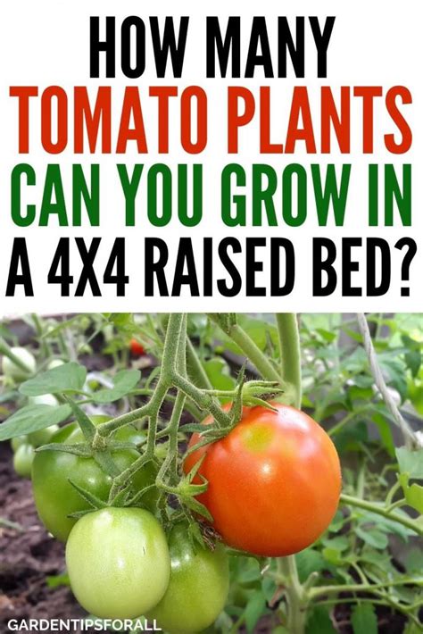 Maybe you would like to learn more about one of these? How Many Tomato Plants in a 4x4 Raised Bed?