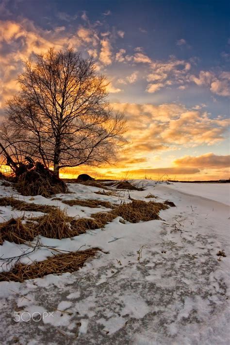 🇫🇮 Birch Tree In The Sunset Finland By Jukka Heinovirta On 500px ️🌅